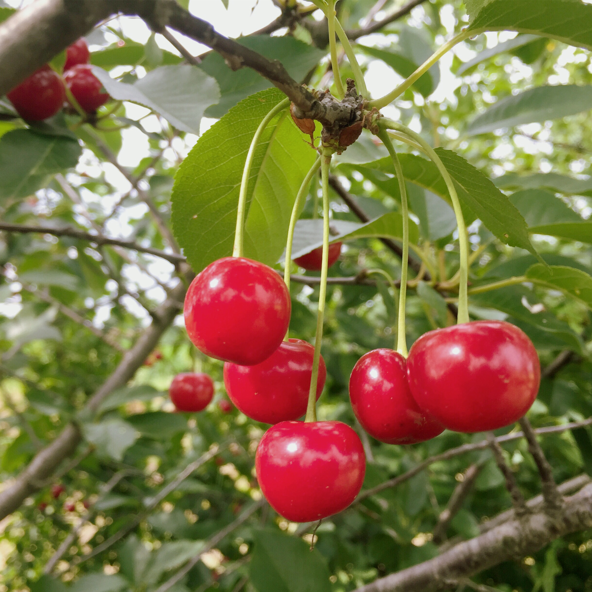 Plantation of cherry trees in springtime.