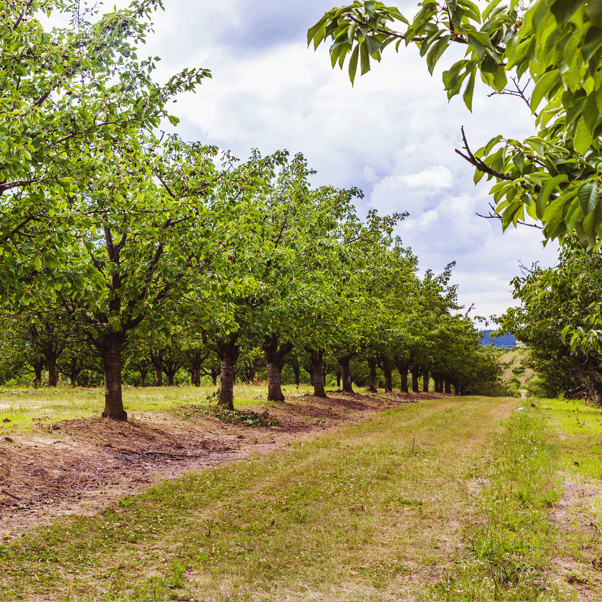 Rows of cherry trees in an orchard on a cloudy day