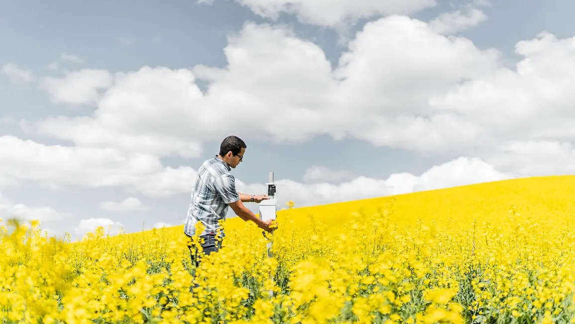 Does early planting increase risk to winter canola?