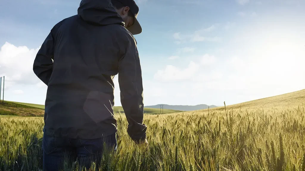 Researcher in wheat field