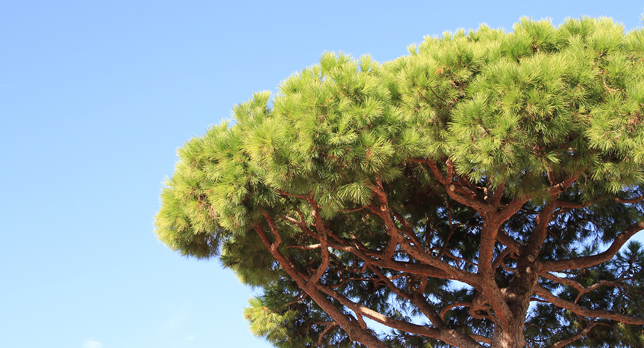 Piñon Pine: Studying the effects of climate change on drought tolerance