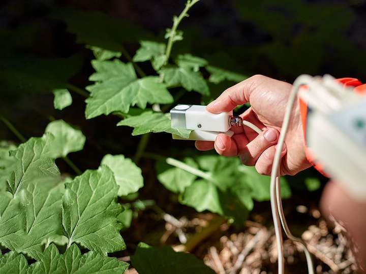A researcher clamping a SC-1 leaf porometer onto a grape leaf