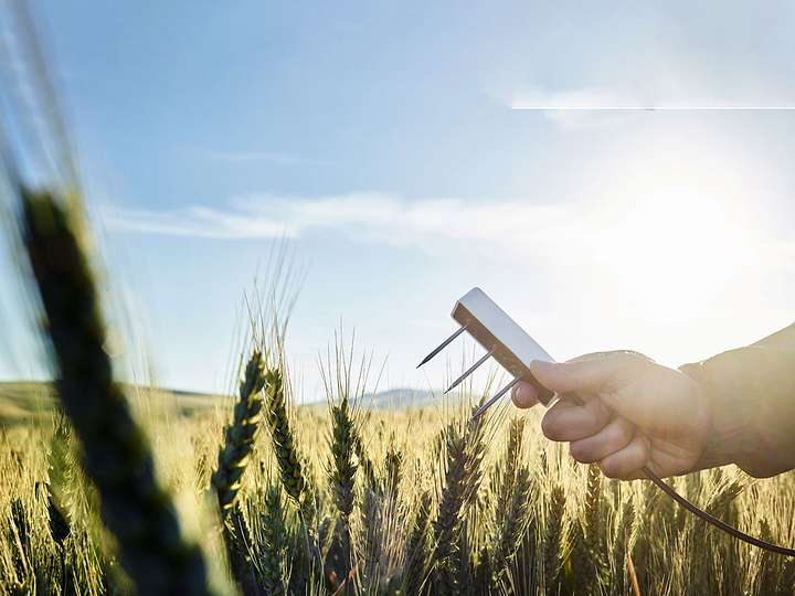 A researcher holding a TEROS 12 soil moisture sensor over a wheat field