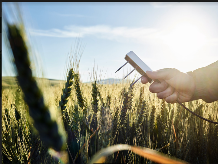 A photograph of a researcher holding a TEROS 12 soil moisture sensor over a wheat field