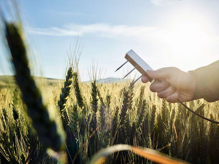A photograph of a researcher holding a TEROS 12 soil moisture sensor over a wheat field