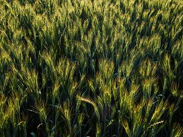 Wheat field with the sun shining across its surface
