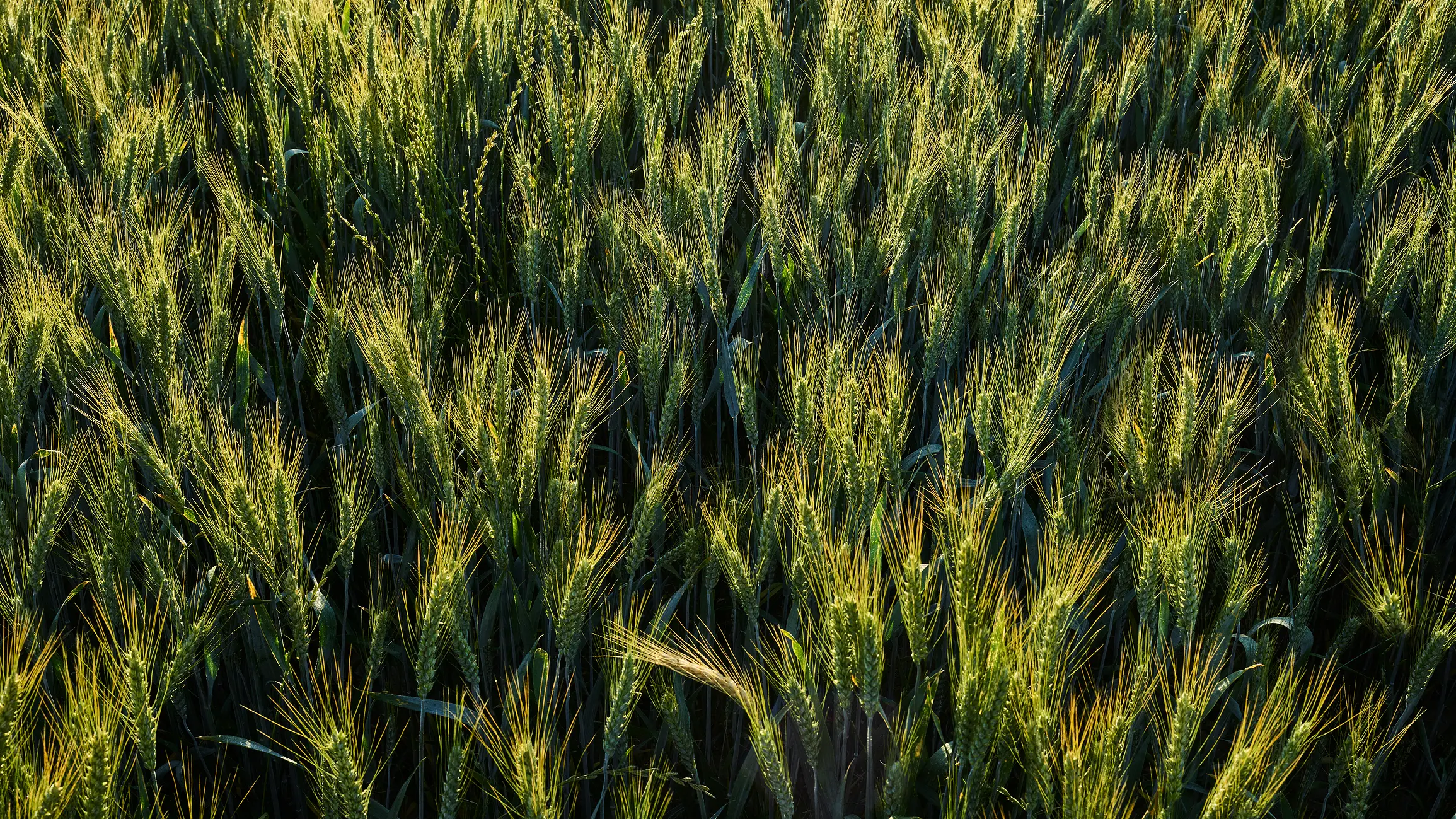 Screening for drought tolerance