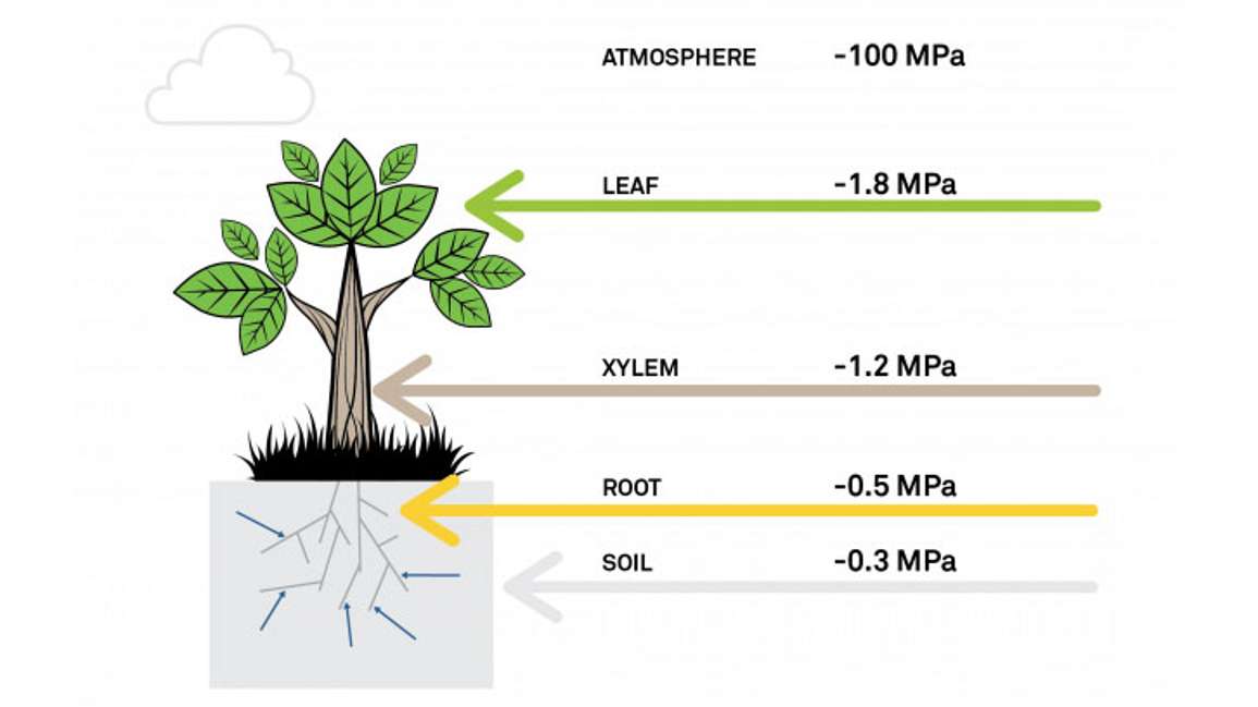Diagram of water potential at different locations within the soil/plant/atmosphere continuum