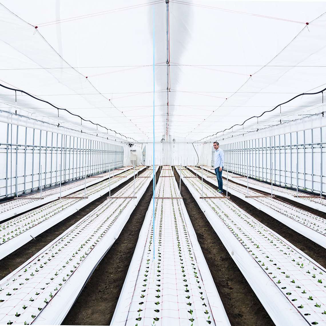 METER research scientist standing in between rows of plants sprouting in a greenhouse