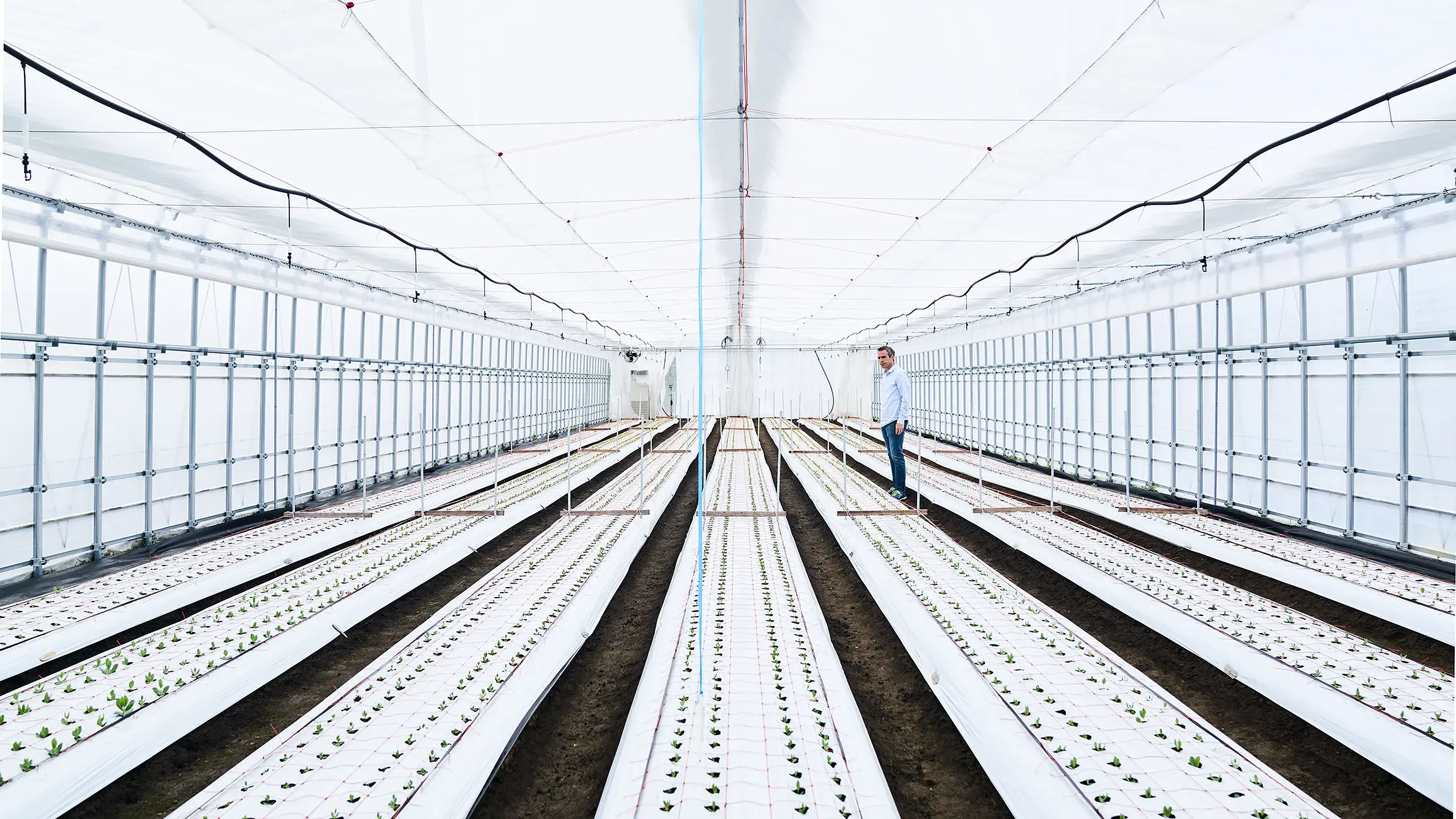 Plant breeding