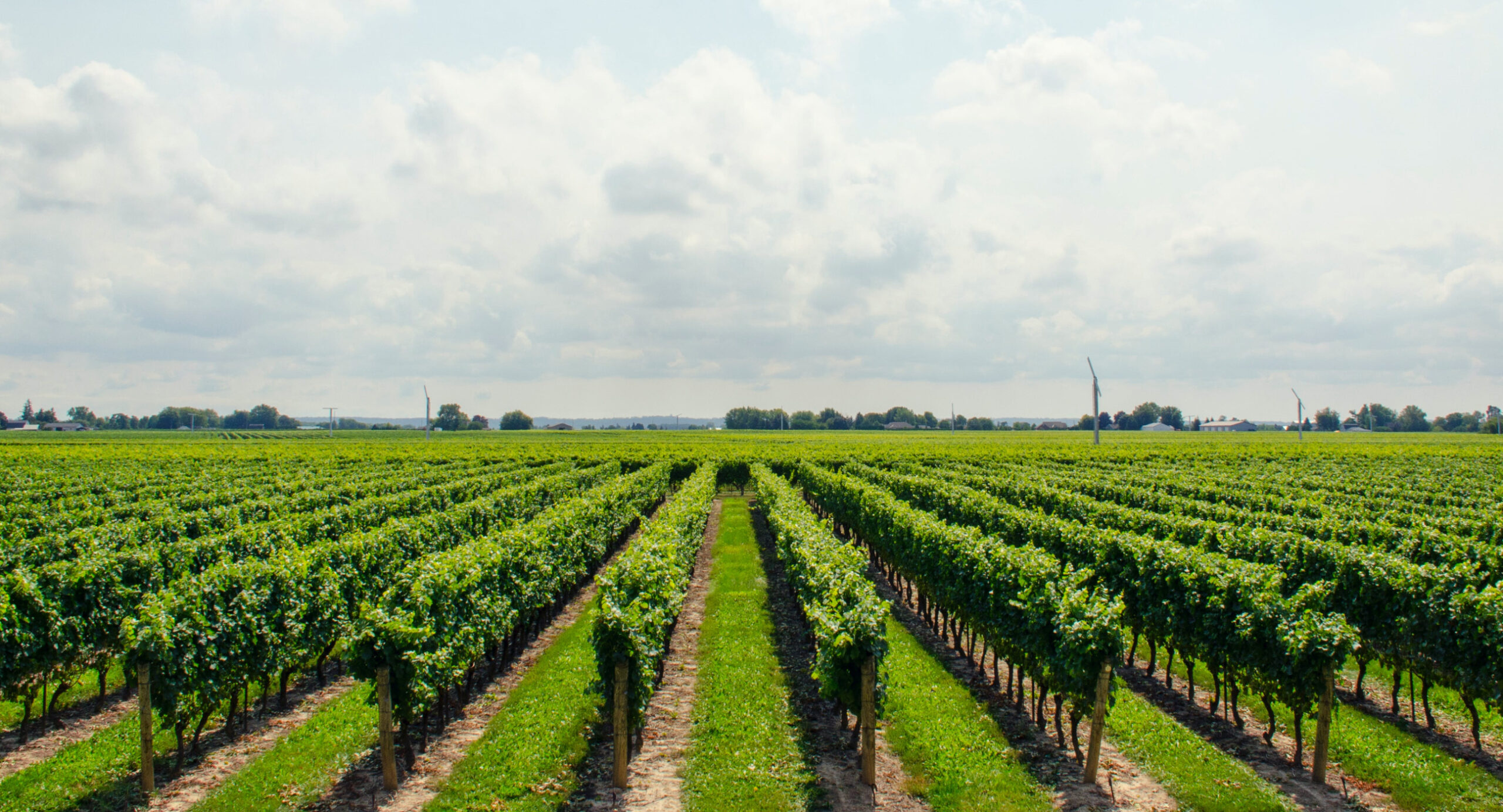 NDVI (normalized difference vegetation index) and PRI (photochemical reflectance index)—The researcher’s complete guide
