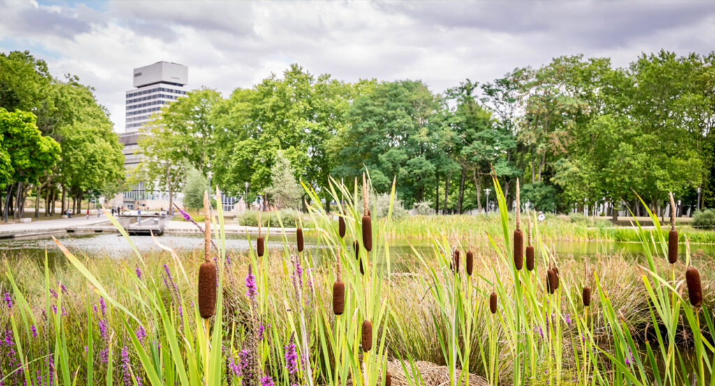 cat tails desktop header