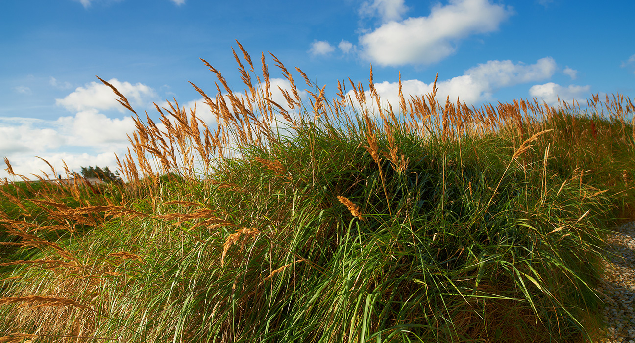 Oklahoma switchgrass: How deeper root systems affect groundwater recharge and the water cycle