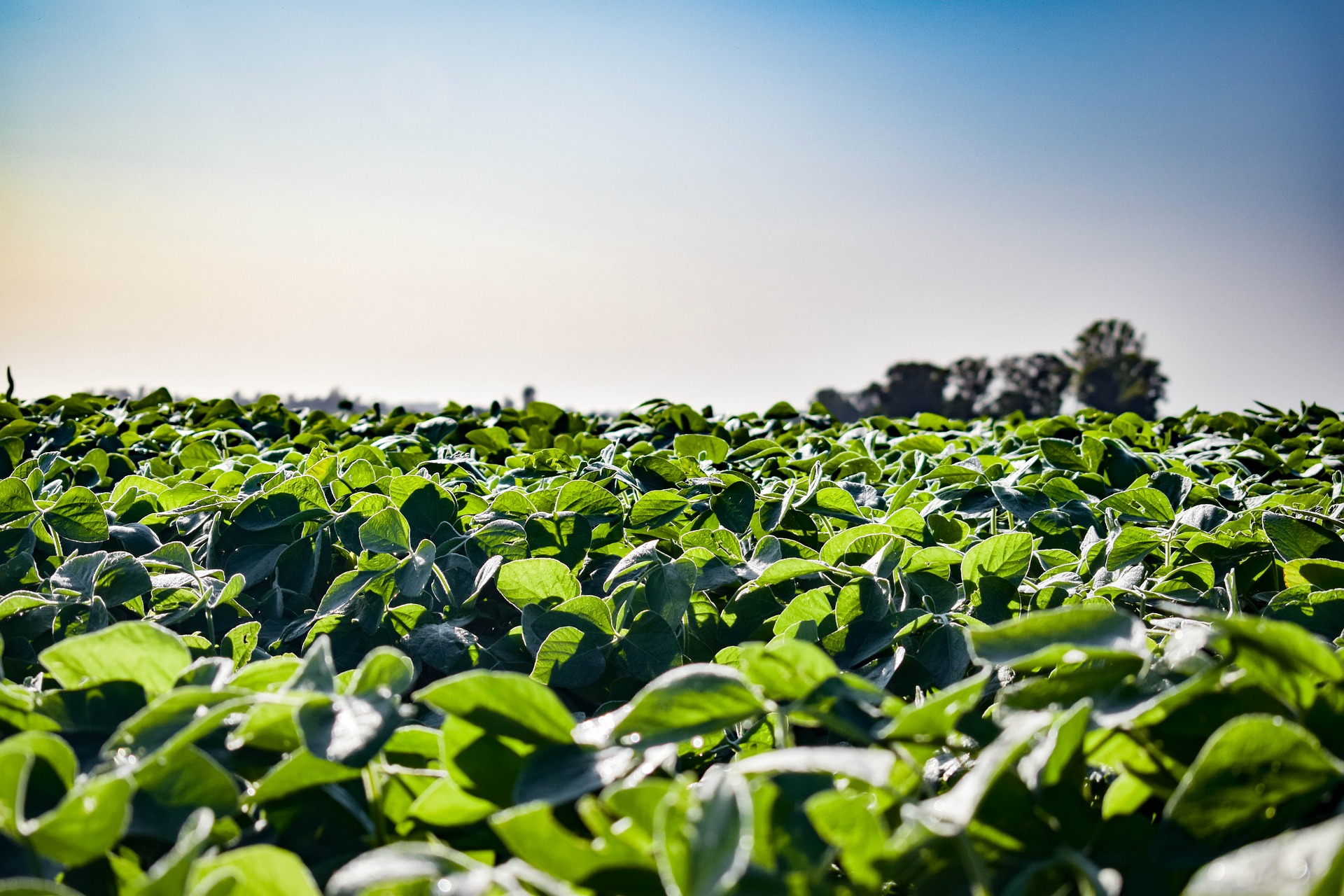 Improving drought tolerance in soybean