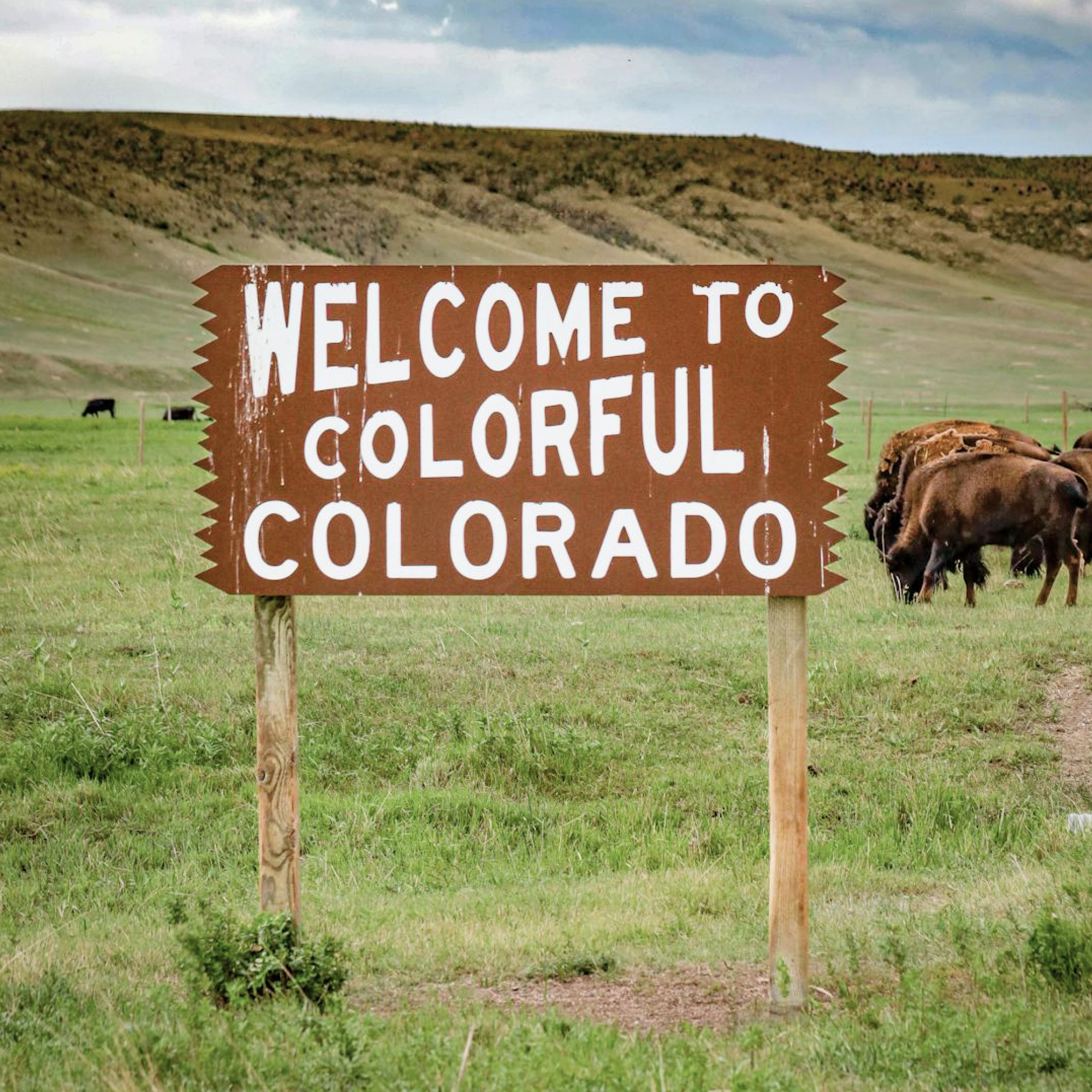A photo of a sign that reads "Welcome to Colorful Colorado" with cattle grazing in the background