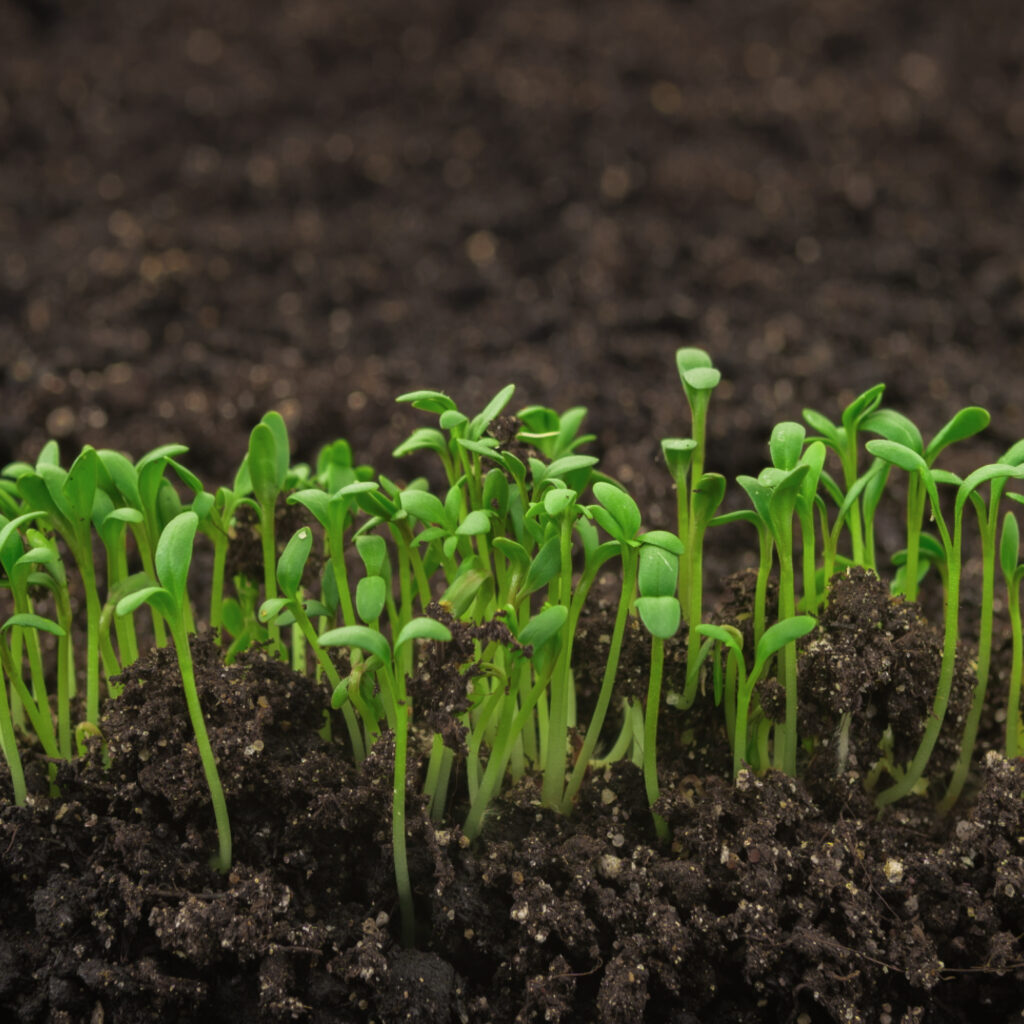 Sprouts emerging from the soil
